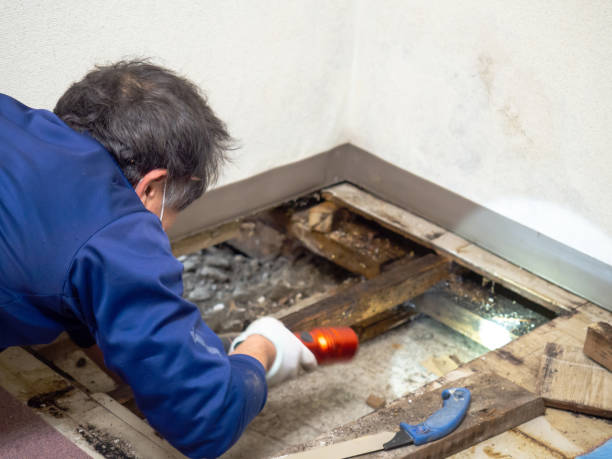 Best DIY Mold Remediation Support Services in Lockeford, CA
