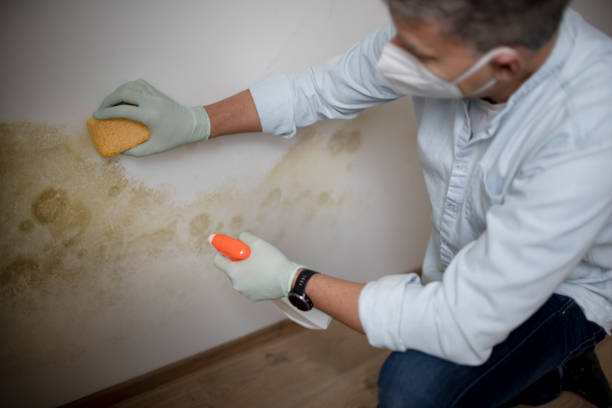Best Mold Testing and Inspection Services in Lockeford, CA