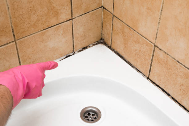 Best Localized Mold Remediation (e.g., coastal areas, humid climates) in Lockeford, CA